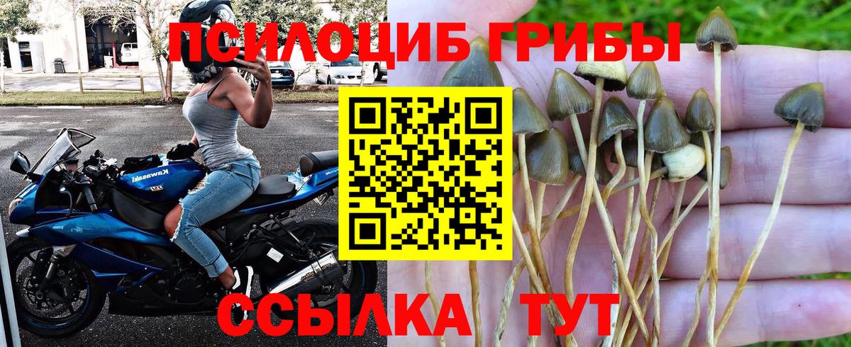 Калининград  Псилоцибиновые грибы прущие грибы  Псилоцибиновые грибы Psilocybine cubensis  сколько стоит  Вход с VPN 